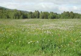 yoga-so in der natur